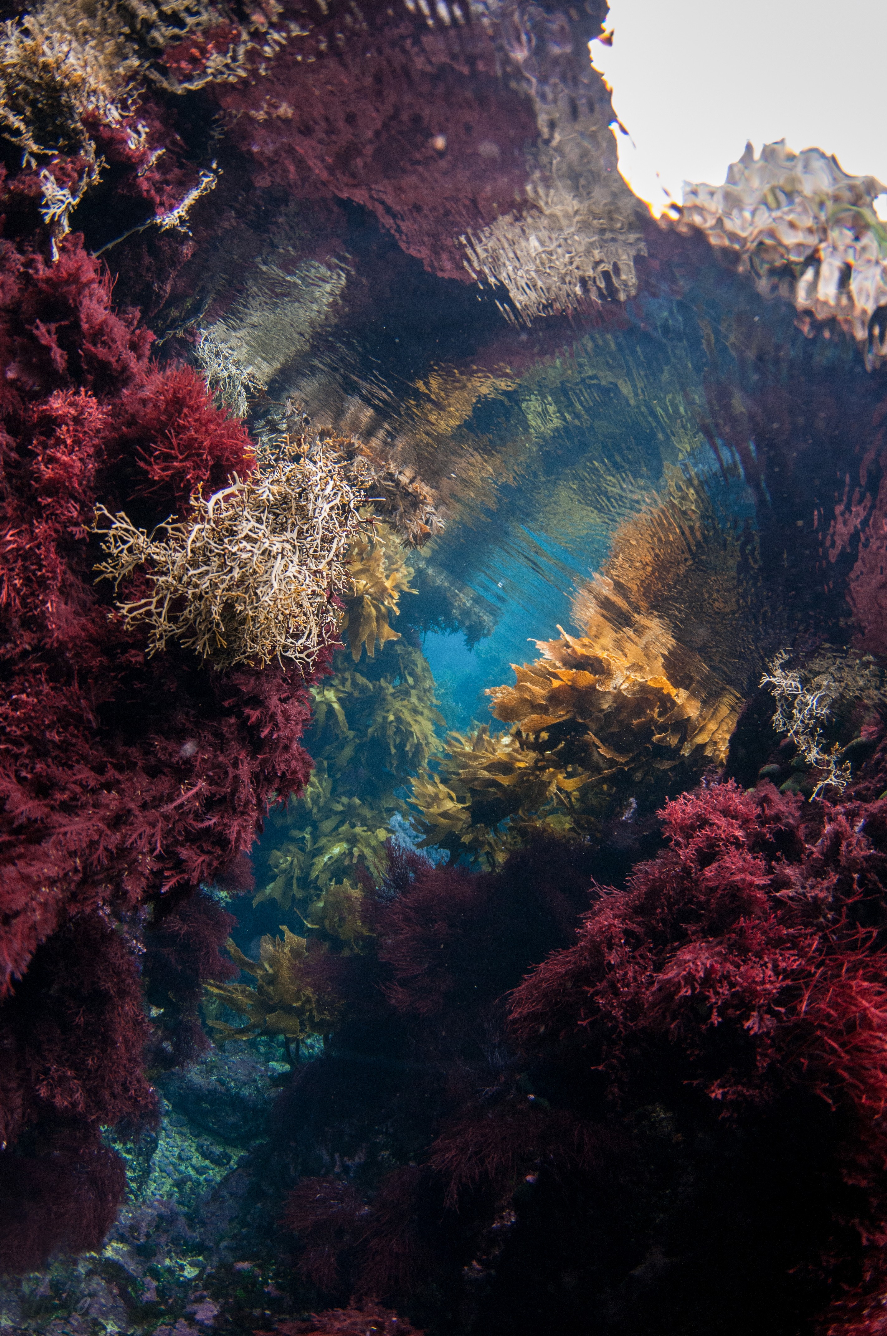 _DSC8911 – new, zealand, new zealand, nz, crispin, poor, knights, marine, reserve, scene, scenic,  cave, underwater, light, irene, dec16, kelp, seaweed, ambient